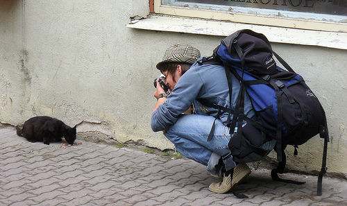 一名男子正在拍摄街头猫吃东西的照片