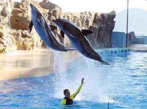 两只海豚在空中飞过海豚训练器