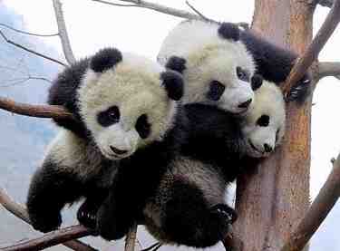 中国的熊猫188金宝搏网服务网址