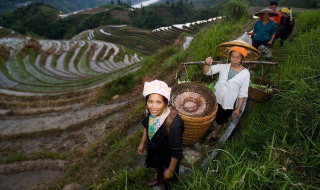 一群在稻田里干活的中国人